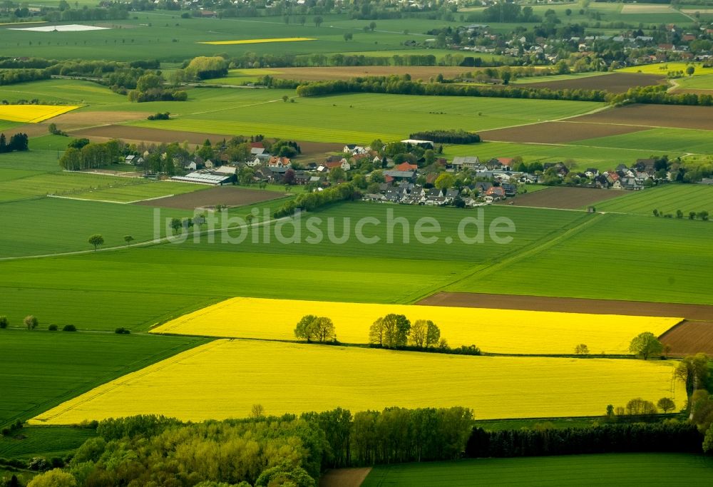 Werl von oben - Baumreihe in grün - gelben Rapsfeld - Strukturen bei Werl im Bundesland Nordrhein-Westfalen NRW