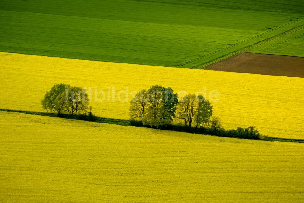 Werl aus der Vogelperspektive: Baumreihe in grün - gelben Rapsfeld - Strukturen bei Werl im Bundesland Nordrhein-Westfalen NRW