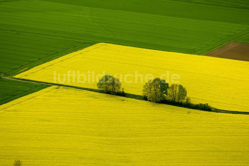 Luftbild Werl - Baumreihe in grün - gelben Rapsfeld - Strukturen bei Werl im Bundesland Nordrhein-Westfalen NRW