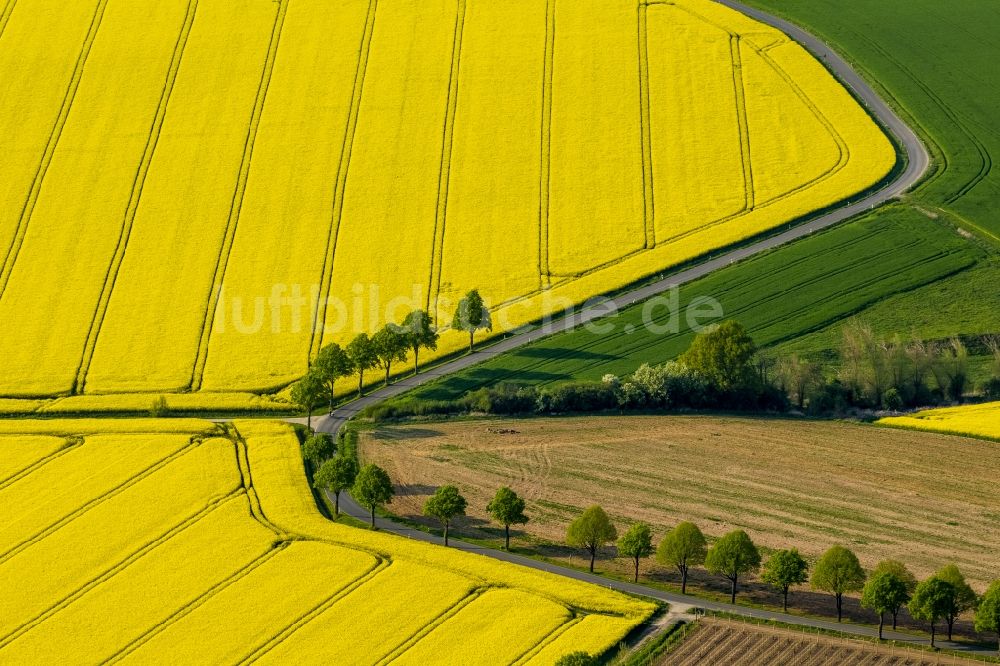 Luftaufnahme Werl - Baumreihe in grün - gelben Rapsfeld - Strukturen bei Werl im Bundesland Nordrhein-Westfalen NRW