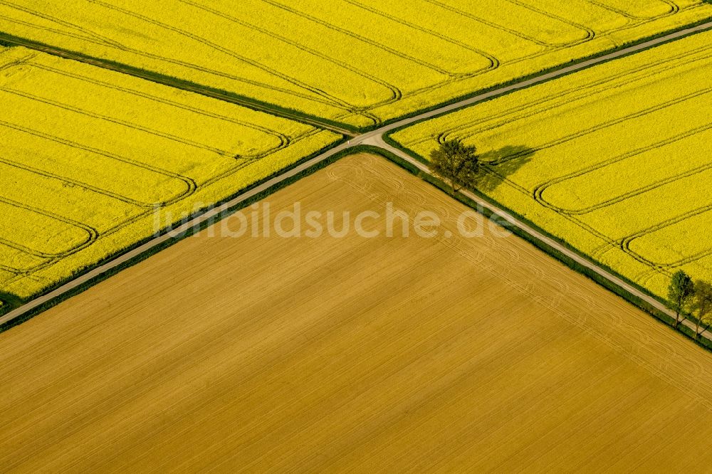 Werl von oben - Baumreihe in grün - gelben Rapsfeld - Strukturen bei Werl im Bundesland Nordrhein-Westfalen NRW