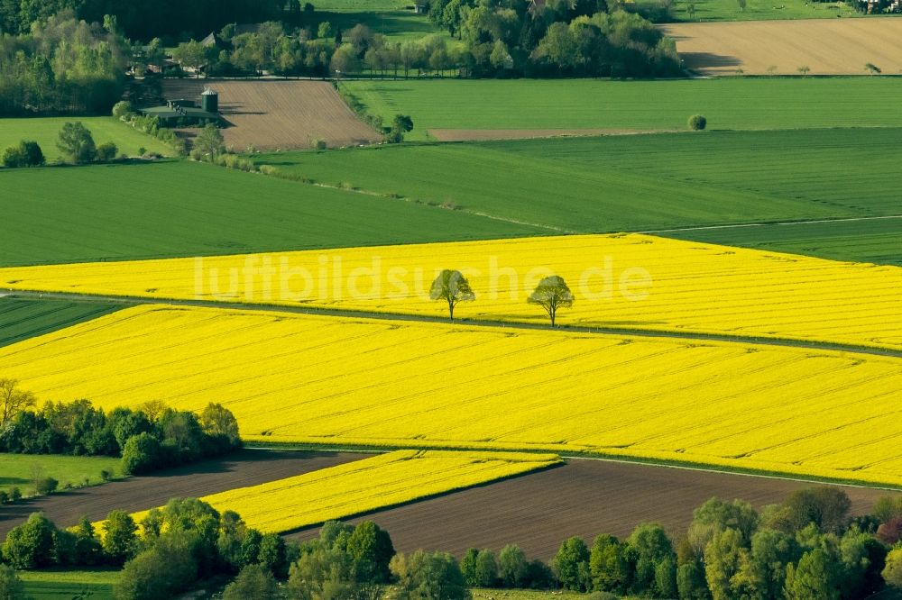 Werl aus der Vogelperspektive: Baumreihe in grün - gelben Rapsfeld - Strukturen bei Werl im Bundesland Nordrhein-Westfalen NRW