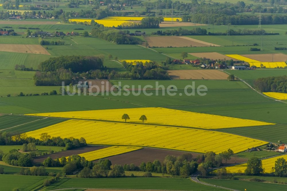 Luftbild Werl - Baumreihe in grün - gelben Rapsfeld - Strukturen bei Werl im Bundesland Nordrhein-Westfalen NRW