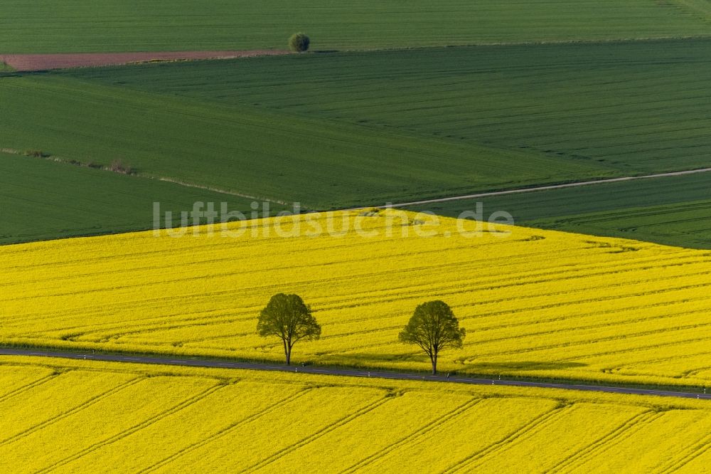 Luftaufnahme Werl - Baumreihe in grün - gelben Rapsfeld - Strukturen bei Werl im Bundesland Nordrhein-Westfalen NRW