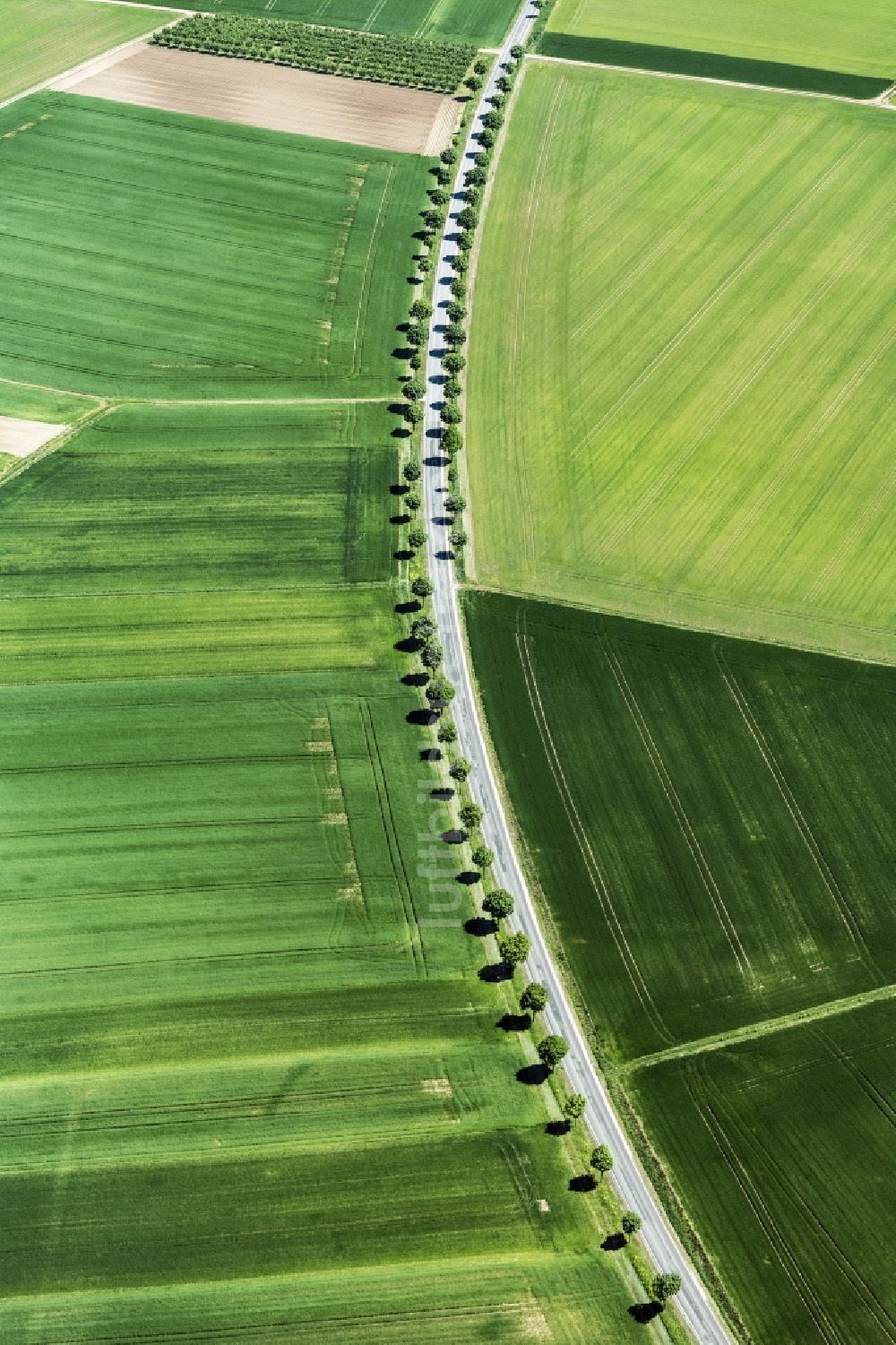 Aspisheim aus der Vogelperspektive: Baumreihe an einer Landstraße an einem Feldrand in Aspisheim im Bundesland Rheinland-Pfalz, Deutschland