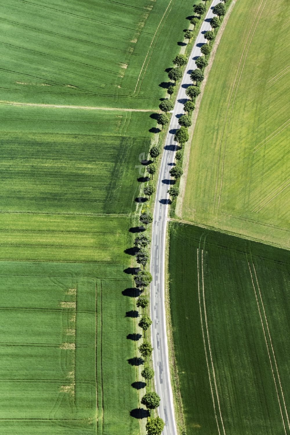 Luftbild Aspisheim - Baumreihe an einer Landstraße an einem Feldrand in Aspisheim im Bundesland Rheinland-Pfalz, Deutschland