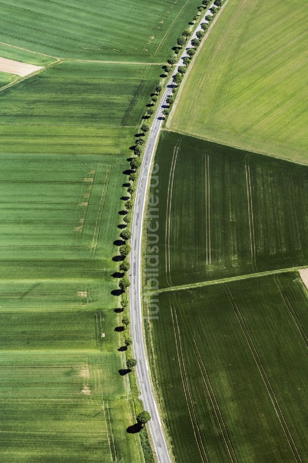 Luftaufnahme Aspisheim - Baumreihe an einer Landstraße an einem Feldrand in Aspisheim im Bundesland Rheinland-Pfalz, Deutschland