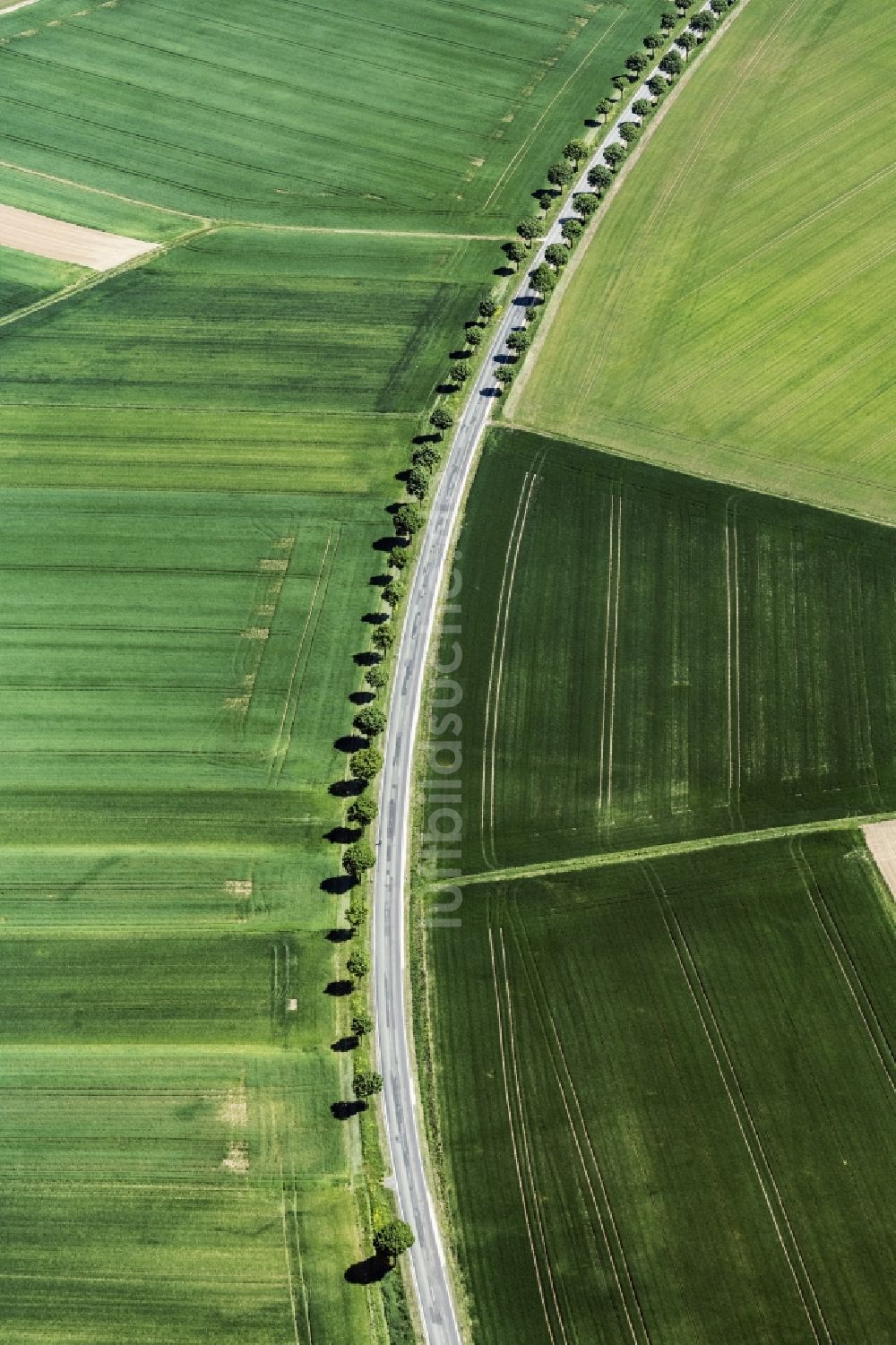 Aspisheim von oben - Baumreihe an einer Landstraße an einem Feldrand in Aspisheim im Bundesland Rheinland-Pfalz, Deutschland