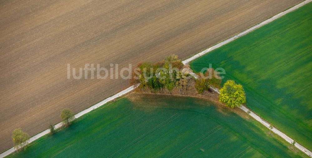 Luftbild Bönen - Baumreihe an einer Landstraße an einem Feldrand in Bönen im Bundesland Nordrhein-Westfalen, Deutschland