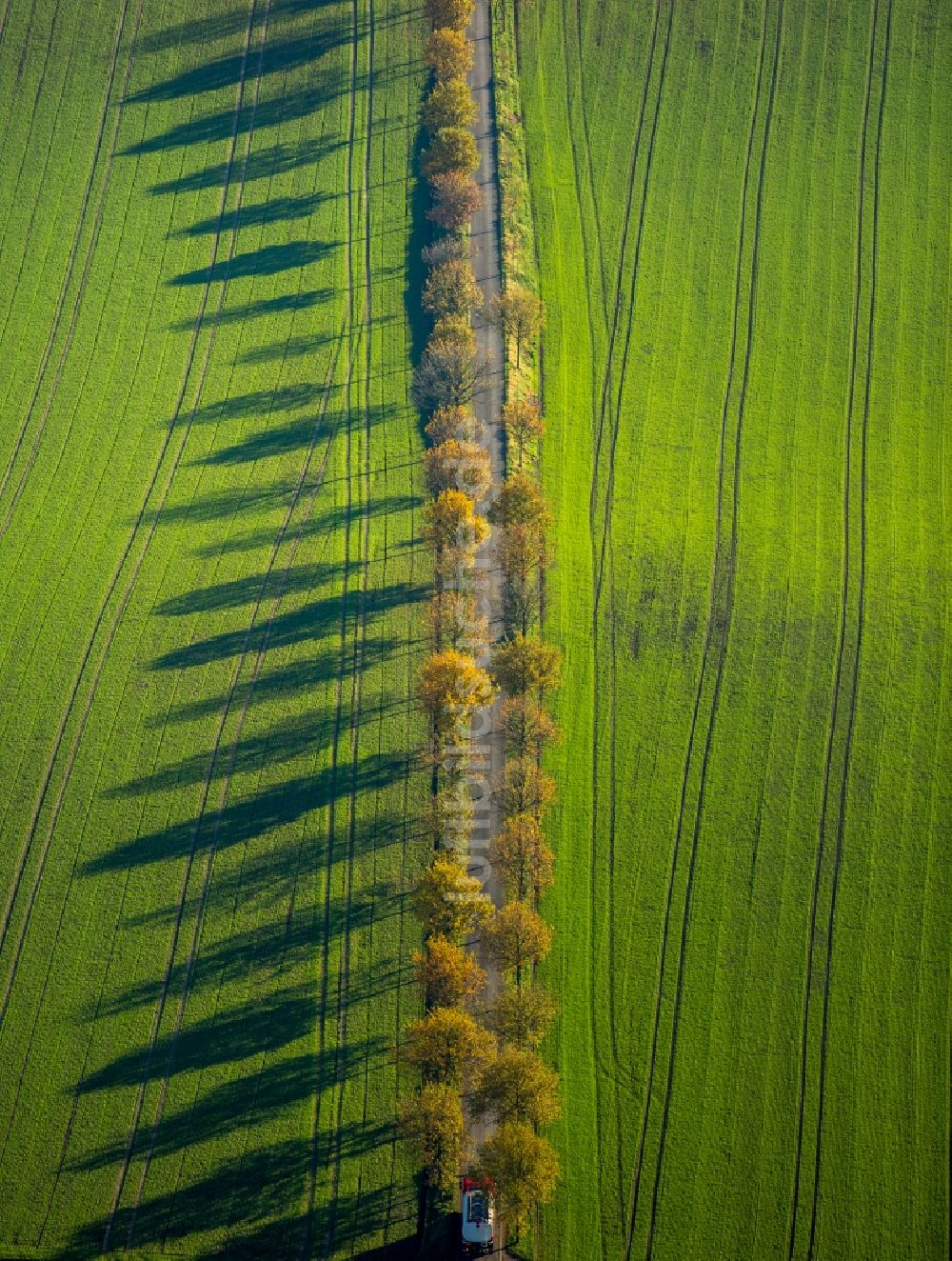 Bochum von oben - Baumreihe an einer Landstraße an einem Feldrand in Bochum im Bundesland Nordrhein-Westfalen