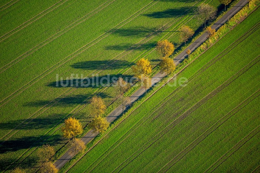 Luftbild Bochum - Baumreihe an einer Landstraße an einem Feldrand in Bochum im Bundesland Nordrhein-Westfalen