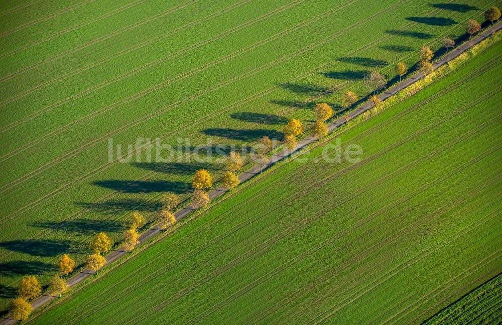 Luftaufnahme Bochum - Baumreihe an einer Landstraße an einem Feldrand in Bochum im Bundesland Nordrhein-Westfalen