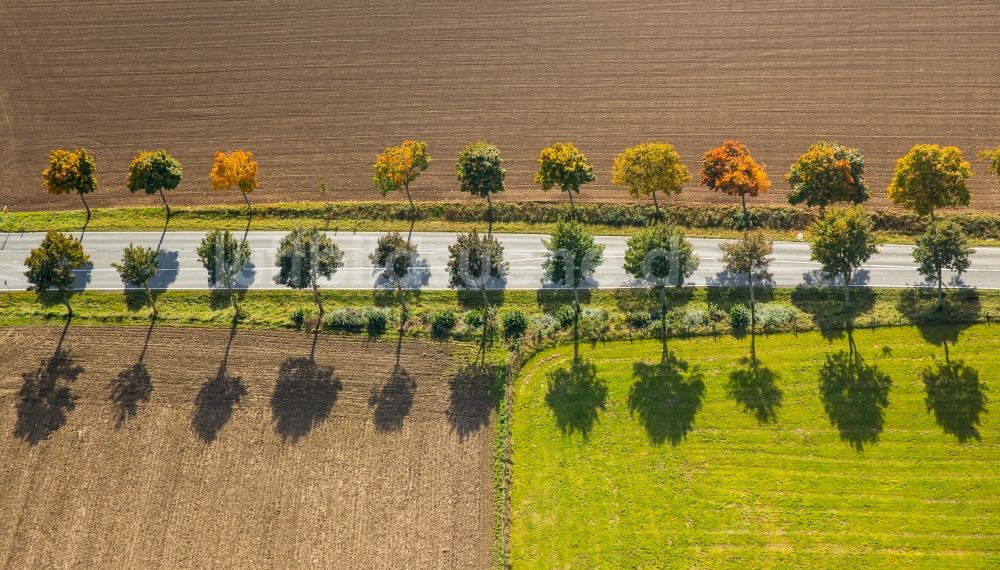 Luftaufnahme Brilon - Baumreihe an einer Landstraße an einem Feldrand in Brilon im Bundesland Nordrhein-Westfalen