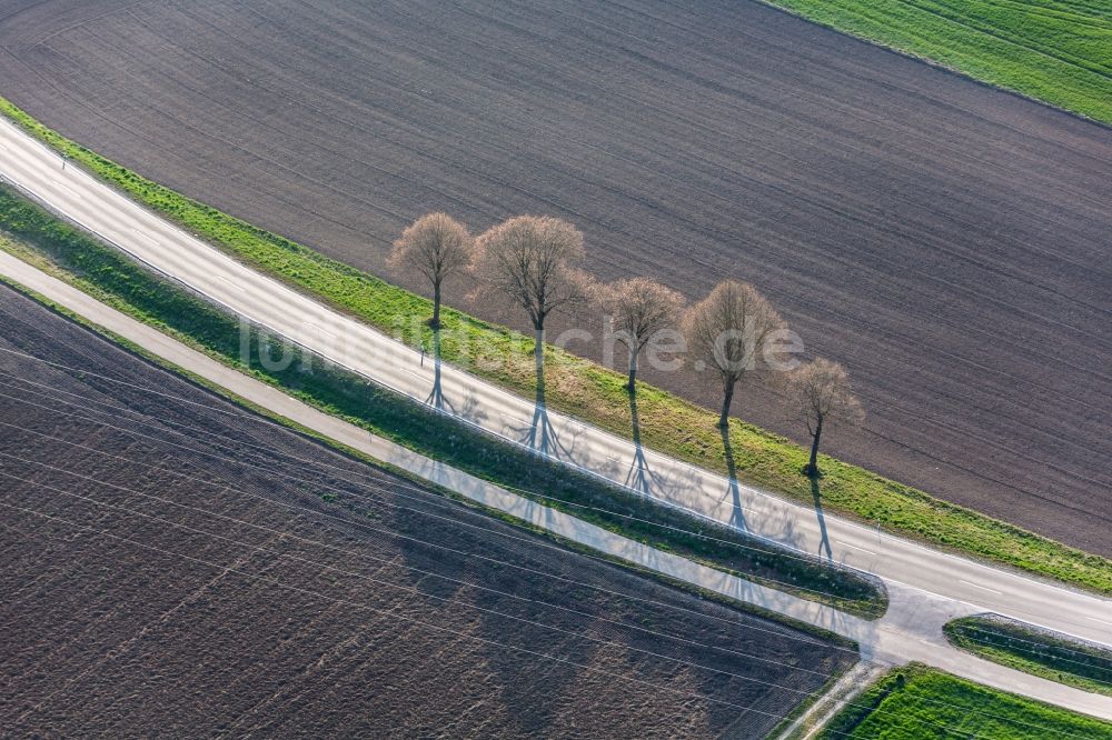 Buch von oben - Baumreihe an einer Landstraße an einem Feldrand in Buch im Bundesland Bayern