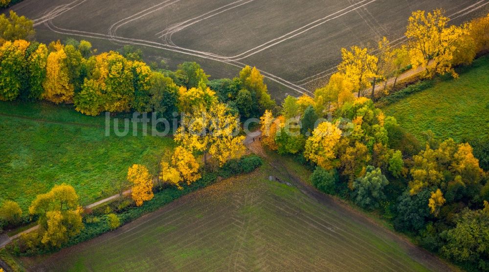 Luftbild Dortmund - Baumreihe an einer Landstraße an einem Feldrand in Dortmund im Bundesland Nordrhein-Westfalen