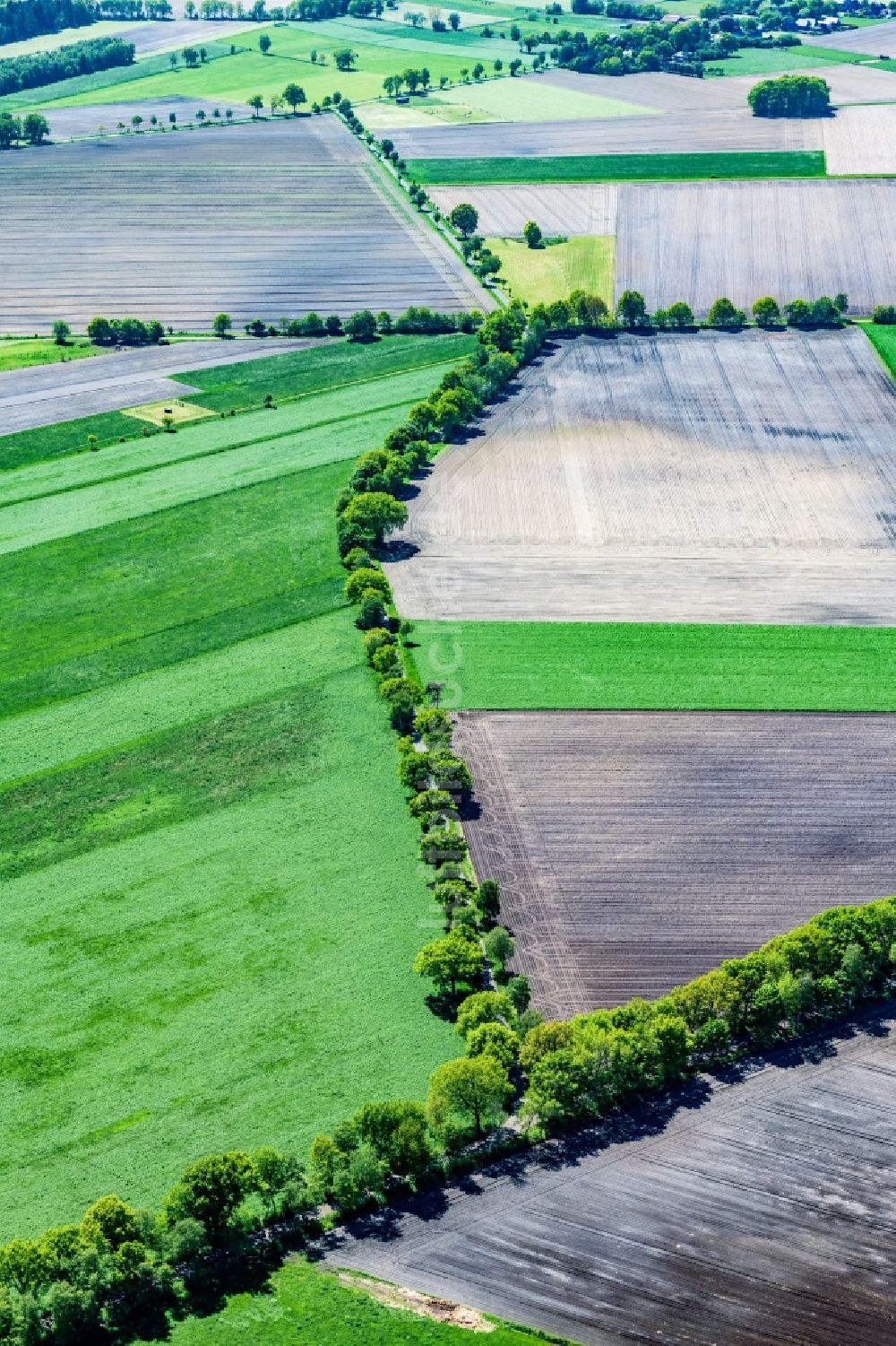 Luftaufnahme Hammah - Baumreihe an einer Landstraße an einem Feldrand in Hammah im Bundesland Niedersachsen, Deutschland