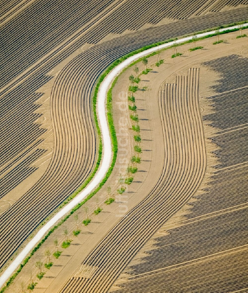 Herne von oben - Baumreihe an einer Landstraße an einem Feldrand in Herne im Bundesland Nordrhein-Westfalen, Deutschland