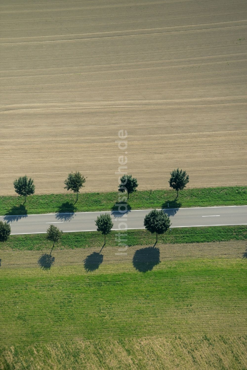 Hohenahlsdorf aus der Vogelperspektive: Baumreihe an der Landstraße L715 an einem Feldrand in Hohenahlsdorf im Bundesland Brandenburg