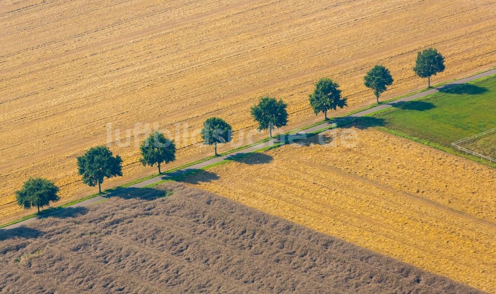 Luftaufnahme Kirchlengern - Baumreihe an einer Landstraße an einem Feldrand in Kirchlengern im Bundesland Nordrhein-Westfalen
