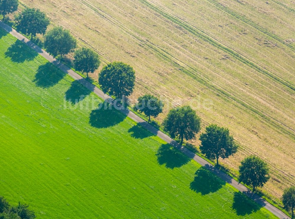 Kirchlengern von oben - Baumreihe an einer Landstraße an einem Feldrand in Kirchlengern im Bundesland Nordrhein-Westfalen