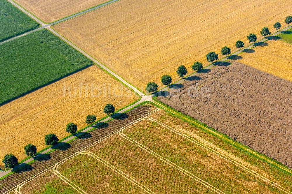 Kirchlengern aus der Vogelperspektive: Baumreihe an einer Landstraße an einem Feldrand in Kirchlengern im Bundesland Nordrhein-Westfalen