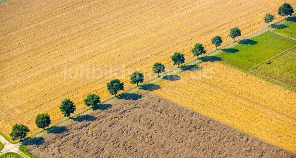 Luftbild Kirchlengern - Baumreihe an einer Landstraße an einem Feldrand in Kirchlengern im Bundesland Nordrhein-Westfalen