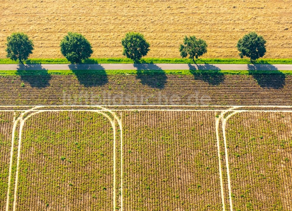 Luftaufnahme Kirchlengern - Baumreihe an einer Landstraße an einem Feldrand in Kirchlengern im Bundesland Nordrhein-Westfalen