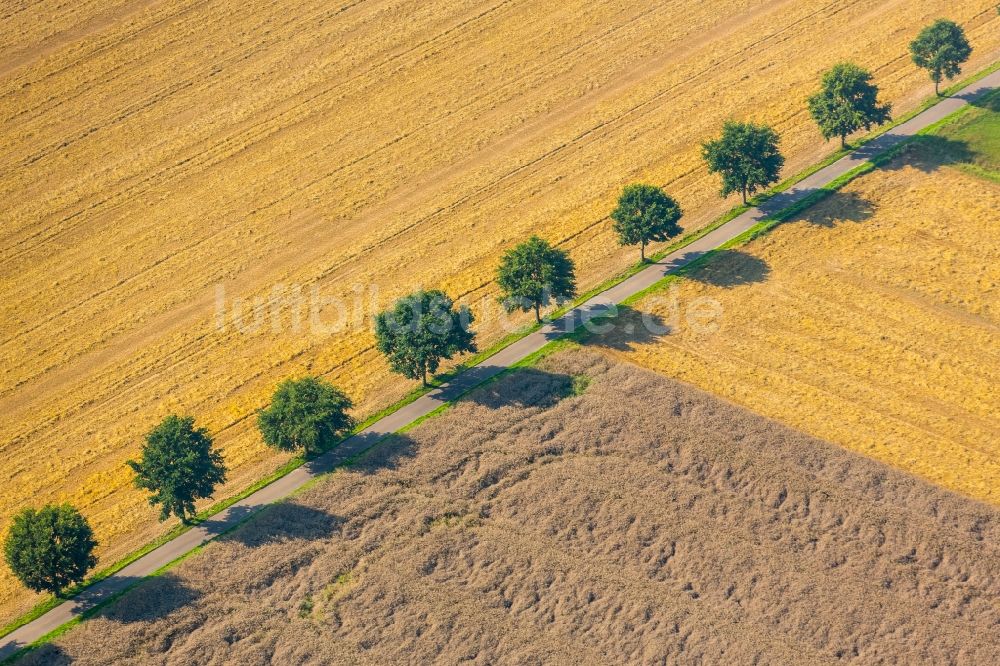Kirchlengern aus der Vogelperspektive: Baumreihe an einer Landstraße an einem Feldrand in Kirchlengern im Bundesland Nordrhein-Westfalen
