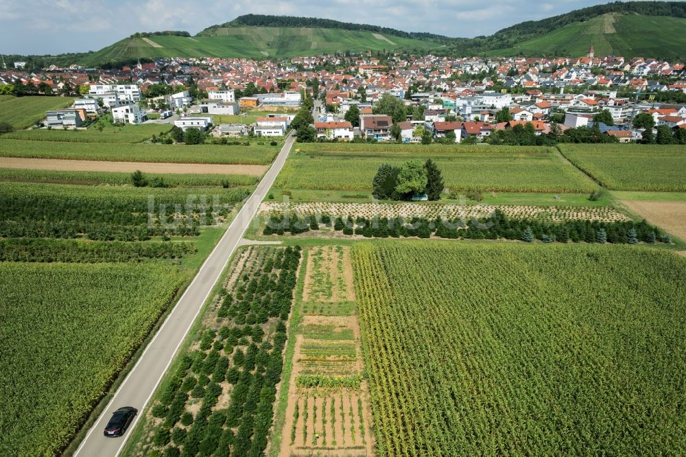 Luftaufnahme Korb - Baumreihe an einer Landstraße an einem Feldrand in Korb im Bundesland Baden-Württemberg