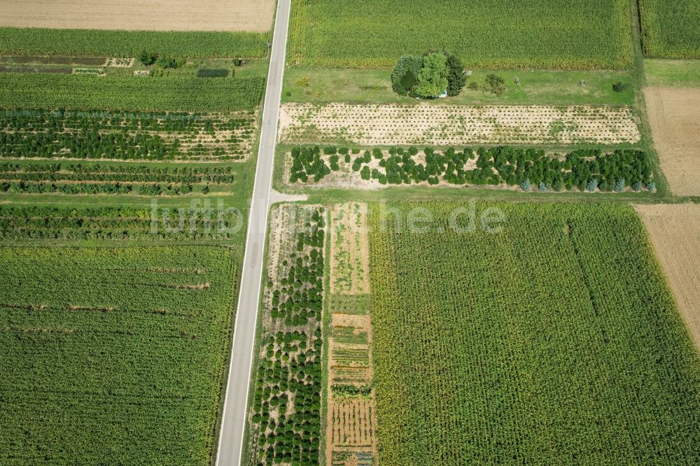 Korb von oben - Baumreihe an einer Landstraße an einem Feldrand in Korb im Bundesland Baden-Württemberg