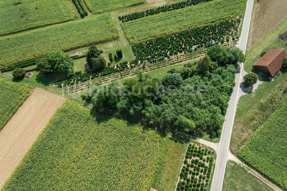 Korb aus der Vogelperspektive: Baumreihe an einer Landstraße an einem Feldrand in Korb im Bundesland Baden-Württemberg