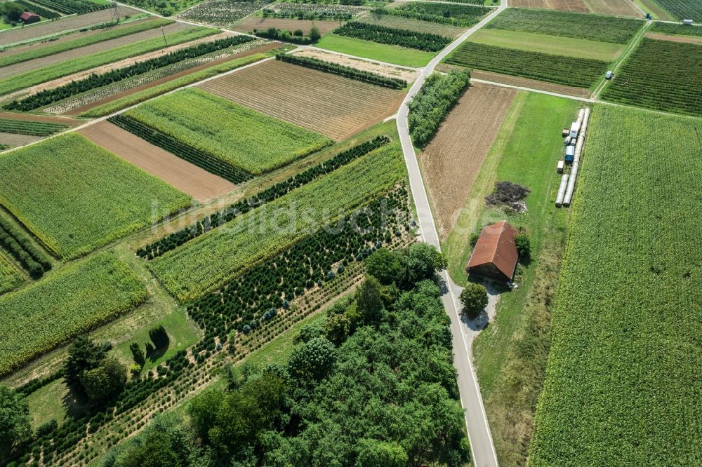 Korb von oben - Baumreihe an einer Landstraße an einem Feldrand in Korb im Bundesland Baden-Württemberg