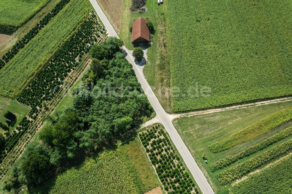 Korb aus der Vogelperspektive: Baumreihe an einer Landstraße an einem Feldrand in Korb im Bundesland Baden-Württemberg