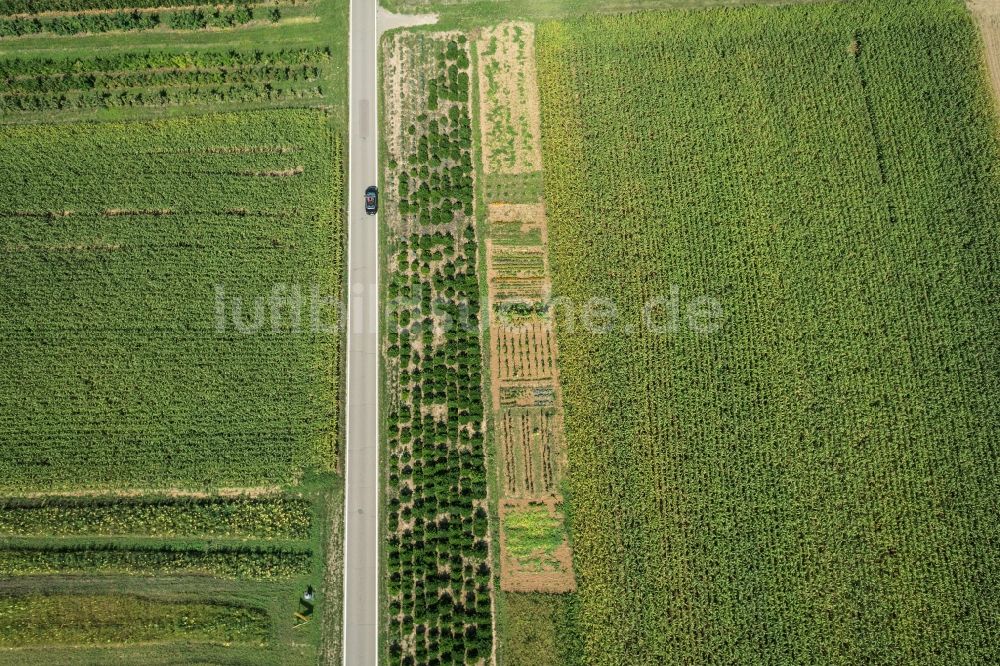 Luftbild Korb - Baumreihe an einer Landstraße an einem Feldrand in Korb im Bundesland Baden-Württemberg