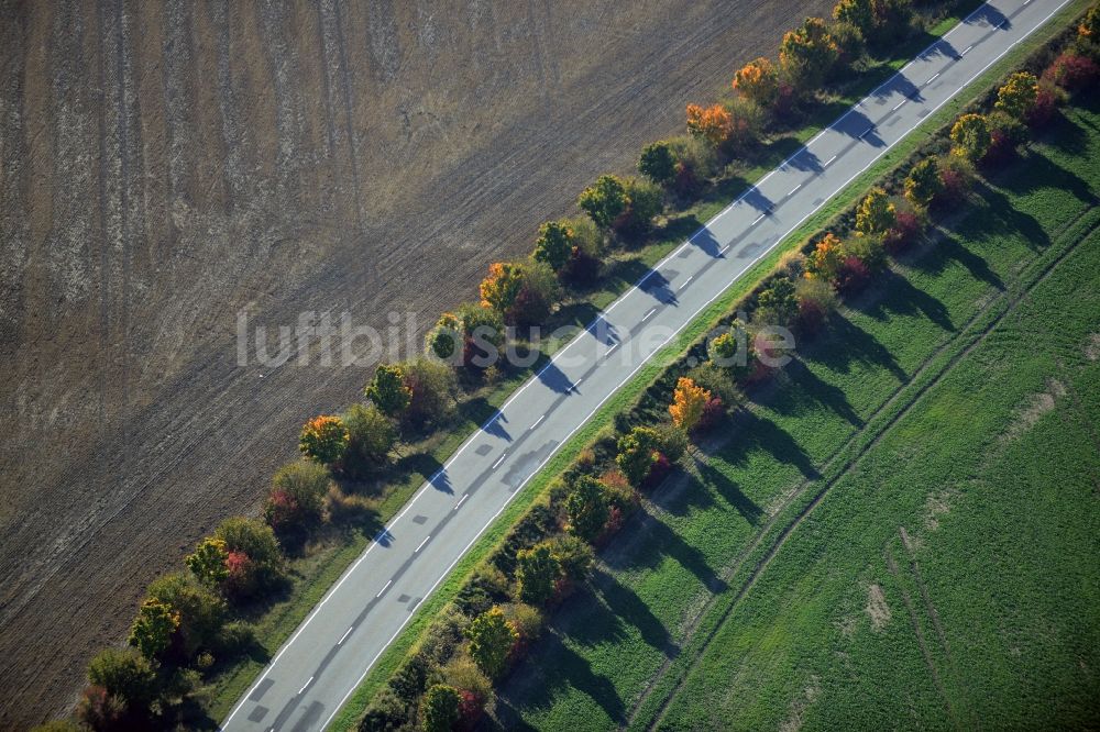 Krummensee aus der Vogelperspektive: Baumreihe an einer Landstraße an einem Feldrand in Krummensee im Bundesland Brandenburg