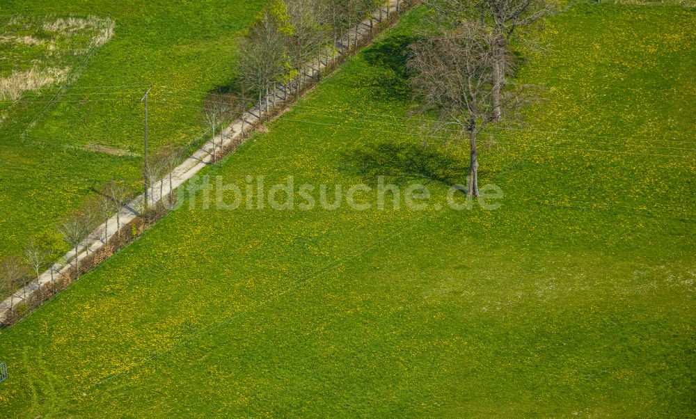 Luftbild Monschau - Baumreihe an einer Landstraße an einem Feldrand in Monschau im Bundesland Nordrhein-Westfalen, Deutschland