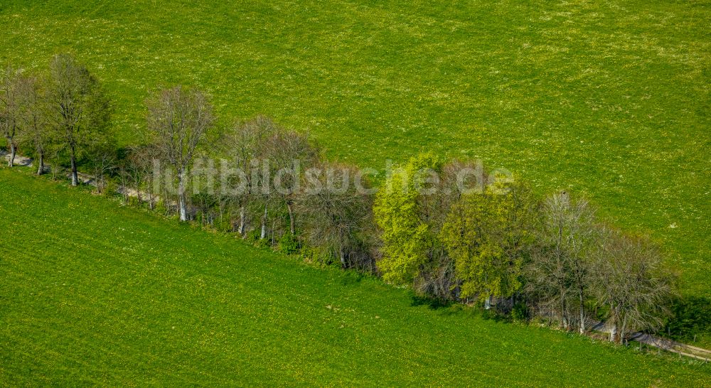 Monschau von oben - Baumreihe an einer Landstraße an einem Feldrand in Monschau im Bundesland Nordrhein-Westfalen, Deutschland