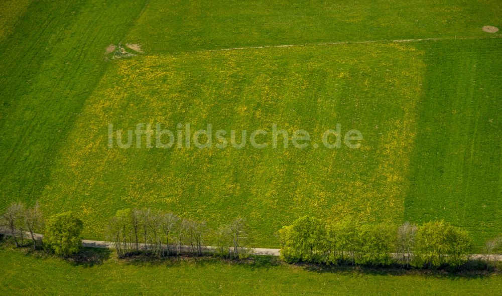 Luftbild Monschau - Baumreihe an einer Landstraße an einem Feldrand in Monschau im Bundesland Nordrhein-Westfalen, Deutschland