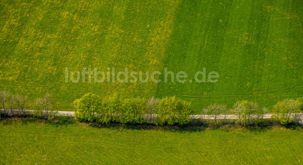 Luftaufnahme Monschau - Baumreihe an einer Landstraße an einem Feldrand in Monschau im Bundesland Nordrhein-Westfalen, Deutschland