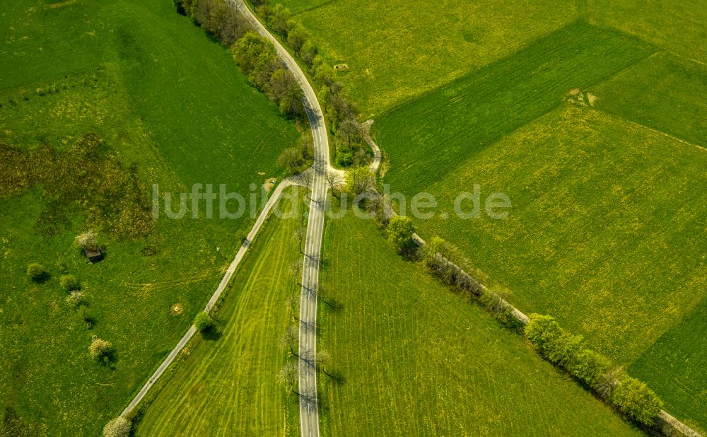 Monschau aus der Vogelperspektive: Baumreihe an einer Landstraße an einem Feldrand in Monschau im Bundesland Nordrhein-Westfalen, Deutschland