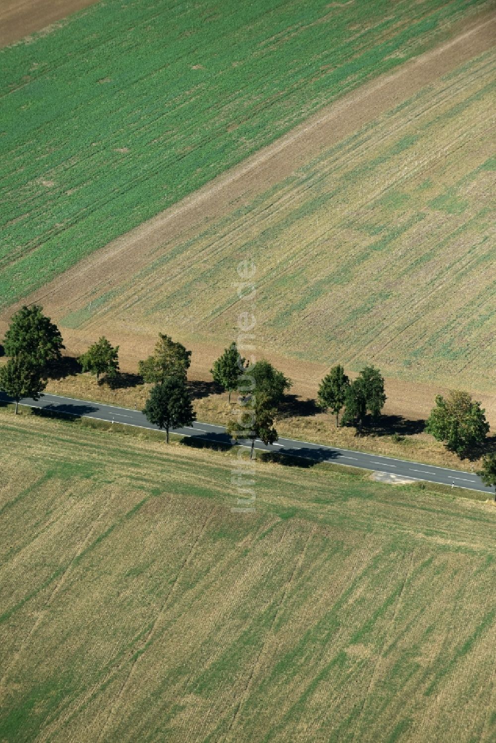 Roda von oben - Baumreihe an einer Landstraße an einem Feldrand nahe Roda im Bundesland Sachsen