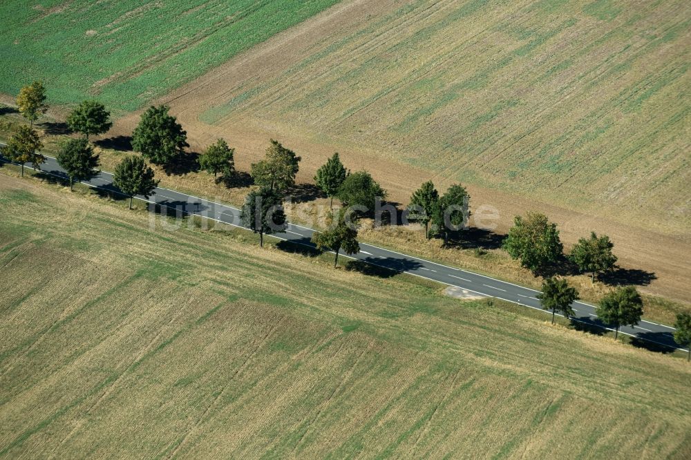 Roda aus der Vogelperspektive: Baumreihe an einer Landstraße an einem Feldrand nahe Roda im Bundesland Sachsen