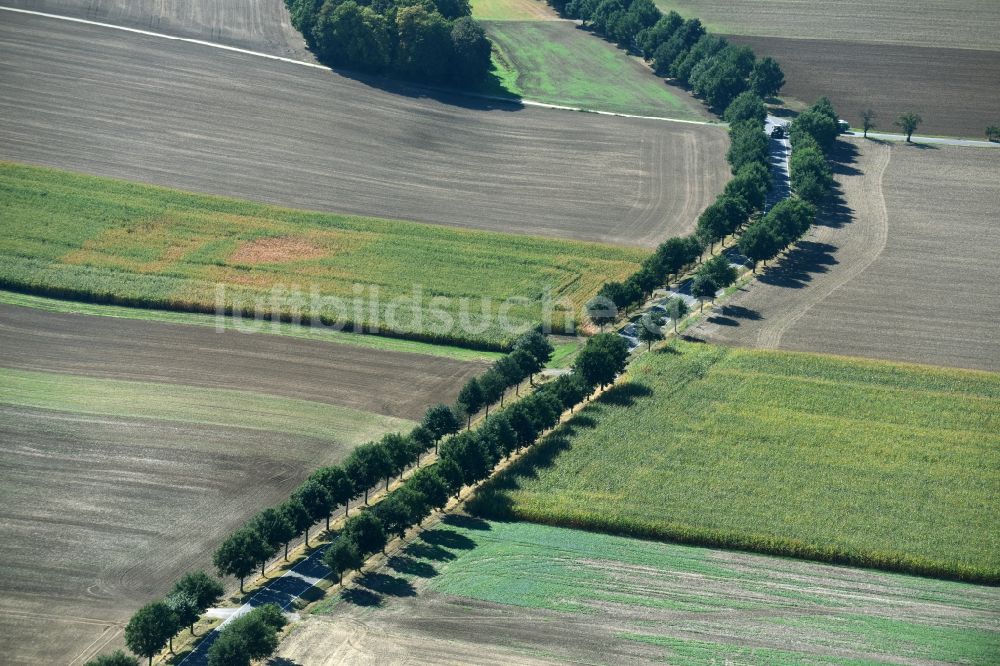 Roda von oben - Baumreihe an der Landstraße B7 an einem Feldrand nahe Roda im Bundesland Sachsen