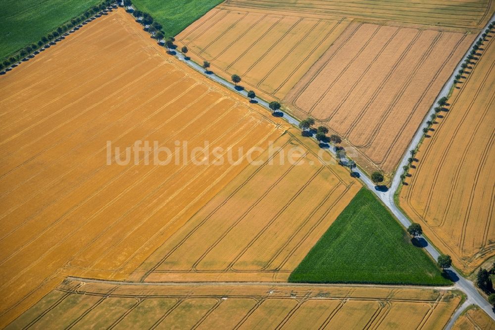 Rosendahl aus der Vogelperspektive: Baumreihe an einer Landstraße an einem Feldrand in Rosendahl im Bundesland Nordrhein-Westfalen, Deutschland