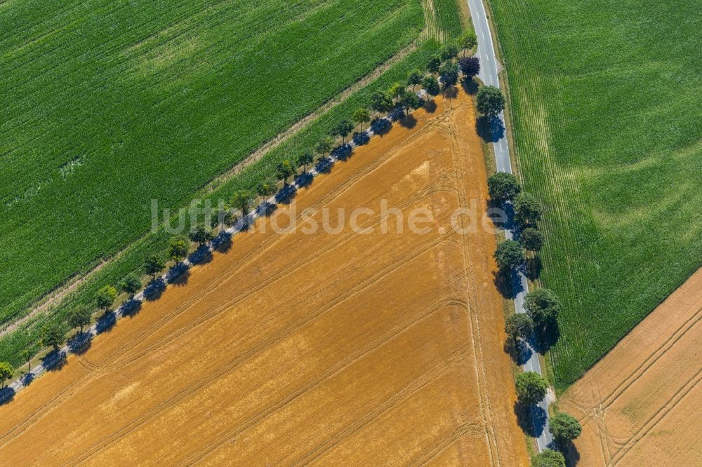 Luftaufnahme Rosendahl - Baumreihe an einer Landstraße an einem Feldrand in Rosendahl im Bundesland Nordrhein-Westfalen, Deutschland