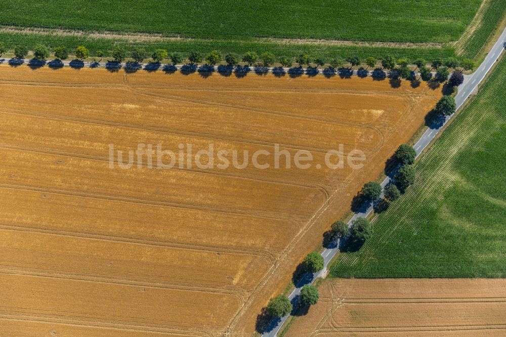 Rosendahl von oben - Baumreihe an einer Landstraße an einem Feldrand in Rosendahl im Bundesland Nordrhein-Westfalen, Deutschland