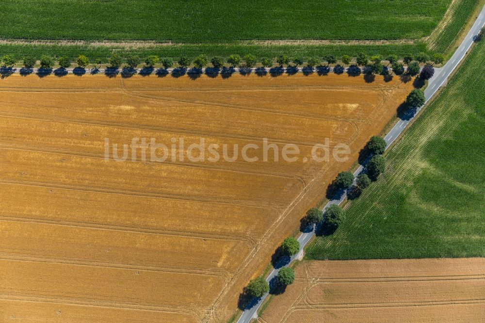 Rosendahl aus der Vogelperspektive: Baumreihe an einer Landstraße an einem Feldrand in Rosendahl im Bundesland Nordrhein-Westfalen, Deutschland