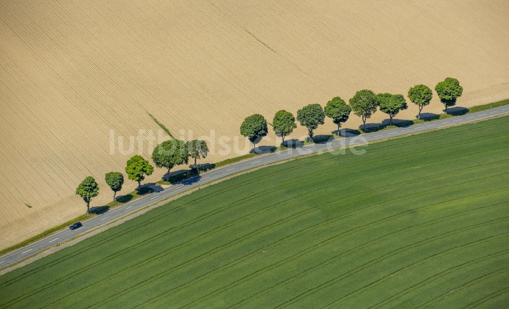 Luftbild Schmallenberg - Baumreihe an einer Landstraße an einem Feldrand in Schmallenberg im Bundesland Nordrhein-Westfalen