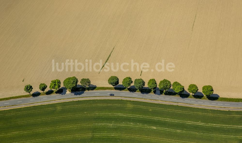 Luftaufnahme Schmallenberg - Baumreihe an einer Landstraße an einem Feldrand in Schmallenberg im Bundesland Nordrhein-Westfalen