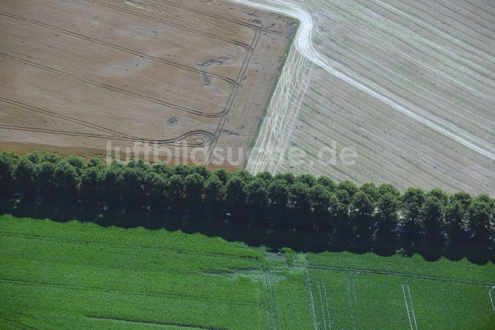 Luftbild Waldeck - Baumreihe an einer Landstraße der B 103 an einem Feldrand in Waldeck im Bundesland Mecklenburg-Vorpommern